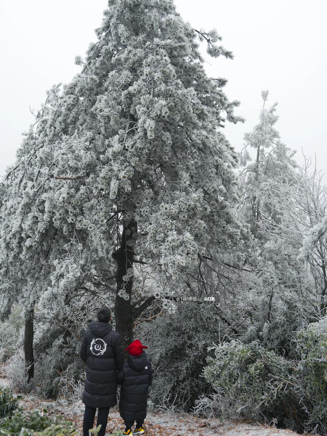 在温州拍到了电影里的冬日❄️雾凇好美啊啊啊