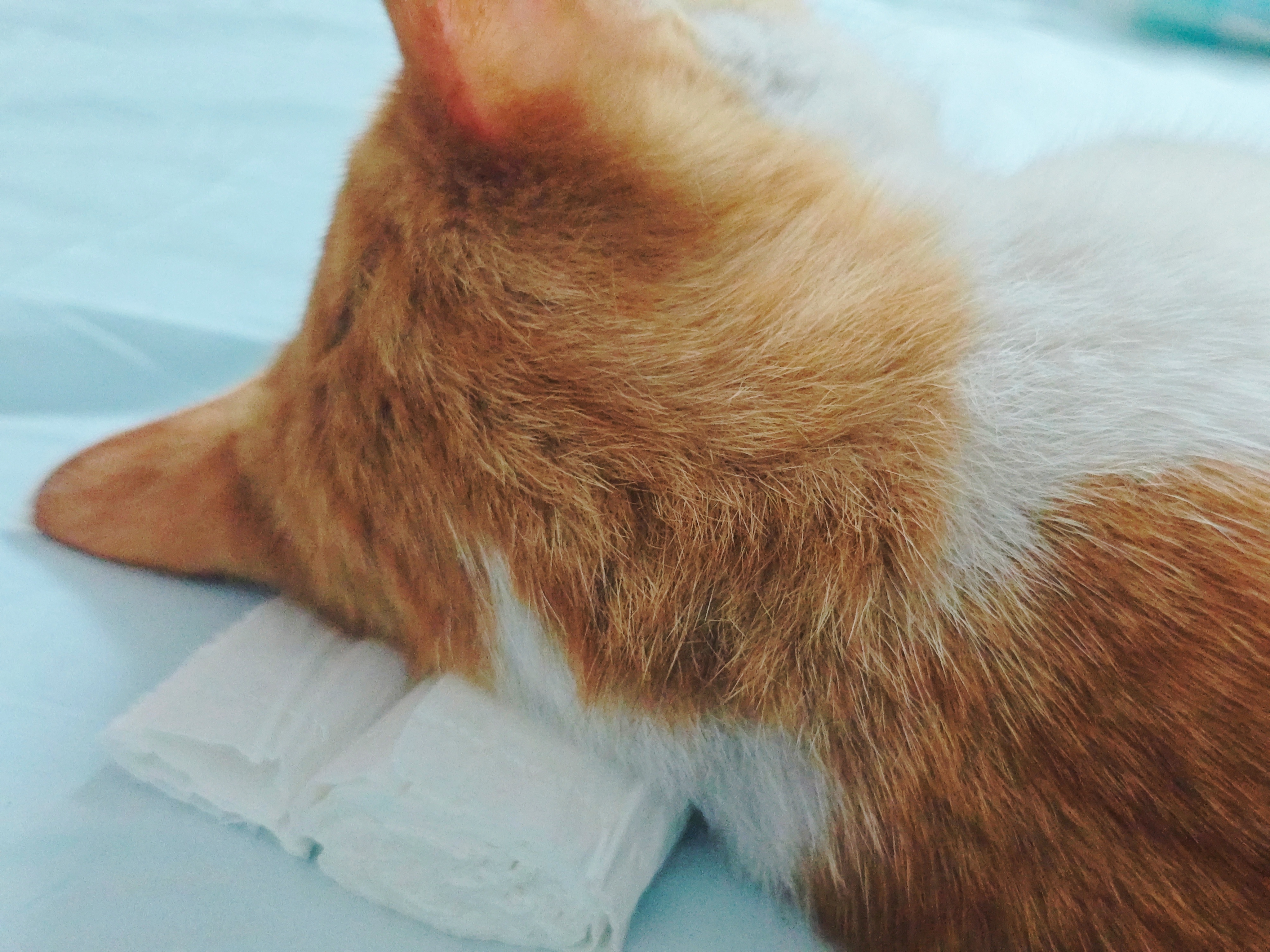 此猫和我一样的穷苦相，自己找了个用剩的卷纸当枕头孔子云：何陋之有🐱 