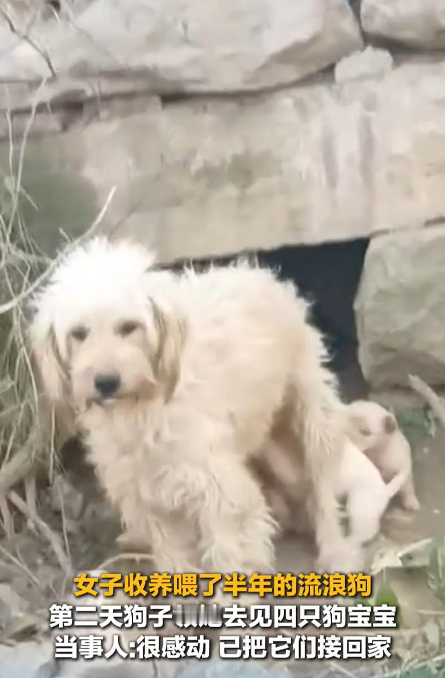 “太有灵性了！”河南，女子一直投喂流浪狗，看狗子怀孕了，就开玩笑说了句“能不能以