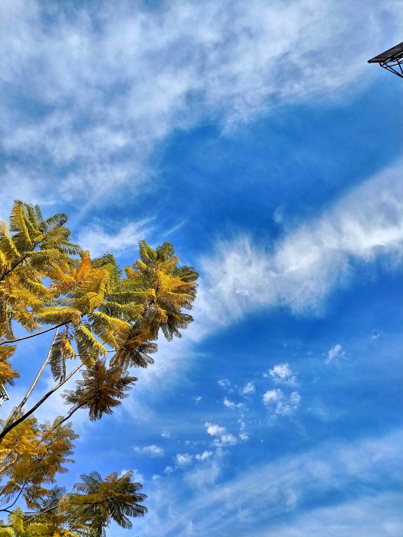 蓝天白云下的热带风情，阳光洒满的树影婆娑。沿着蜿蜒的山路前行，每一步都像是踏入了