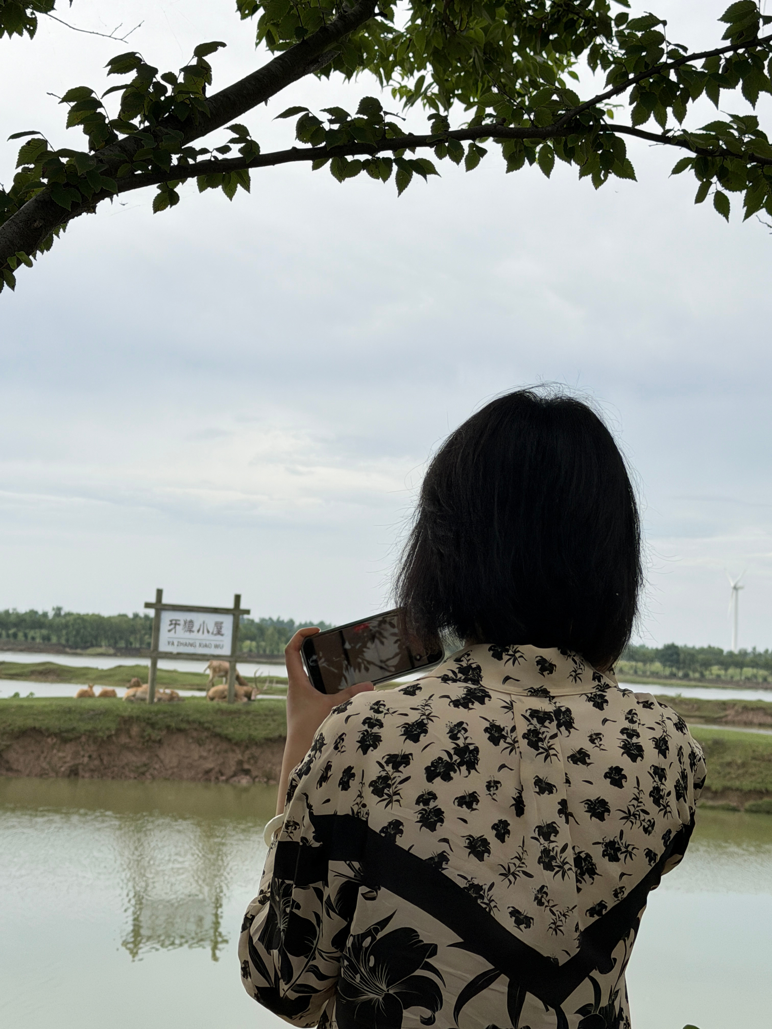 盐城人第一次看到麋鹿 盐城·黄海野鹿荡