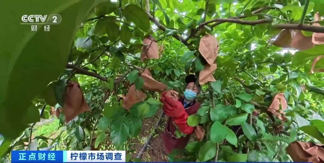 【价格暴涨！从“论斤卖”到“论克卖”......】今年以来，柠檬价格一路走高，根