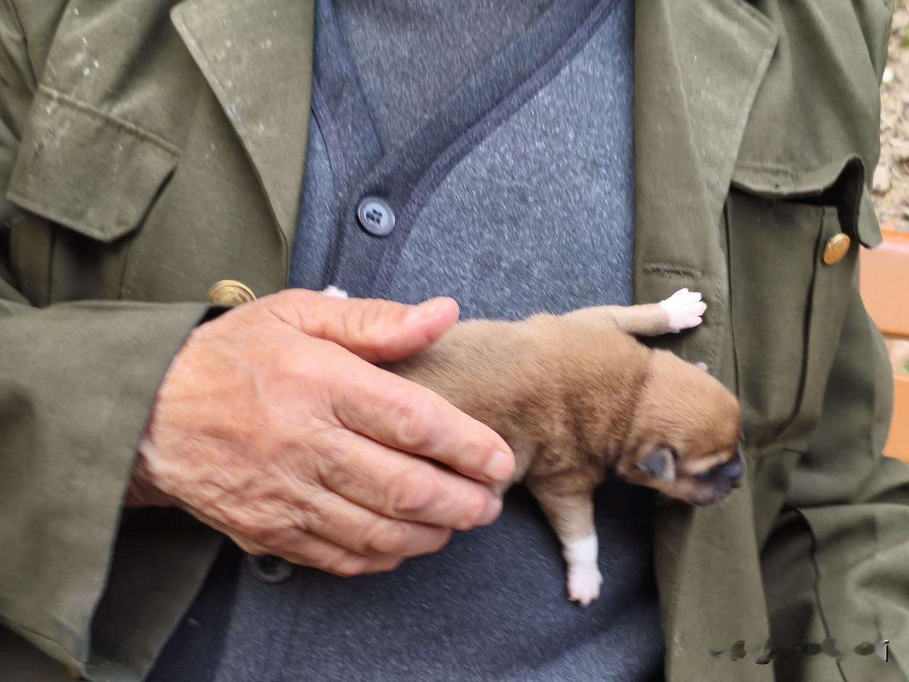 这是一个95岁老人抱了一只刚出生15天的小奶狗[呲牙]