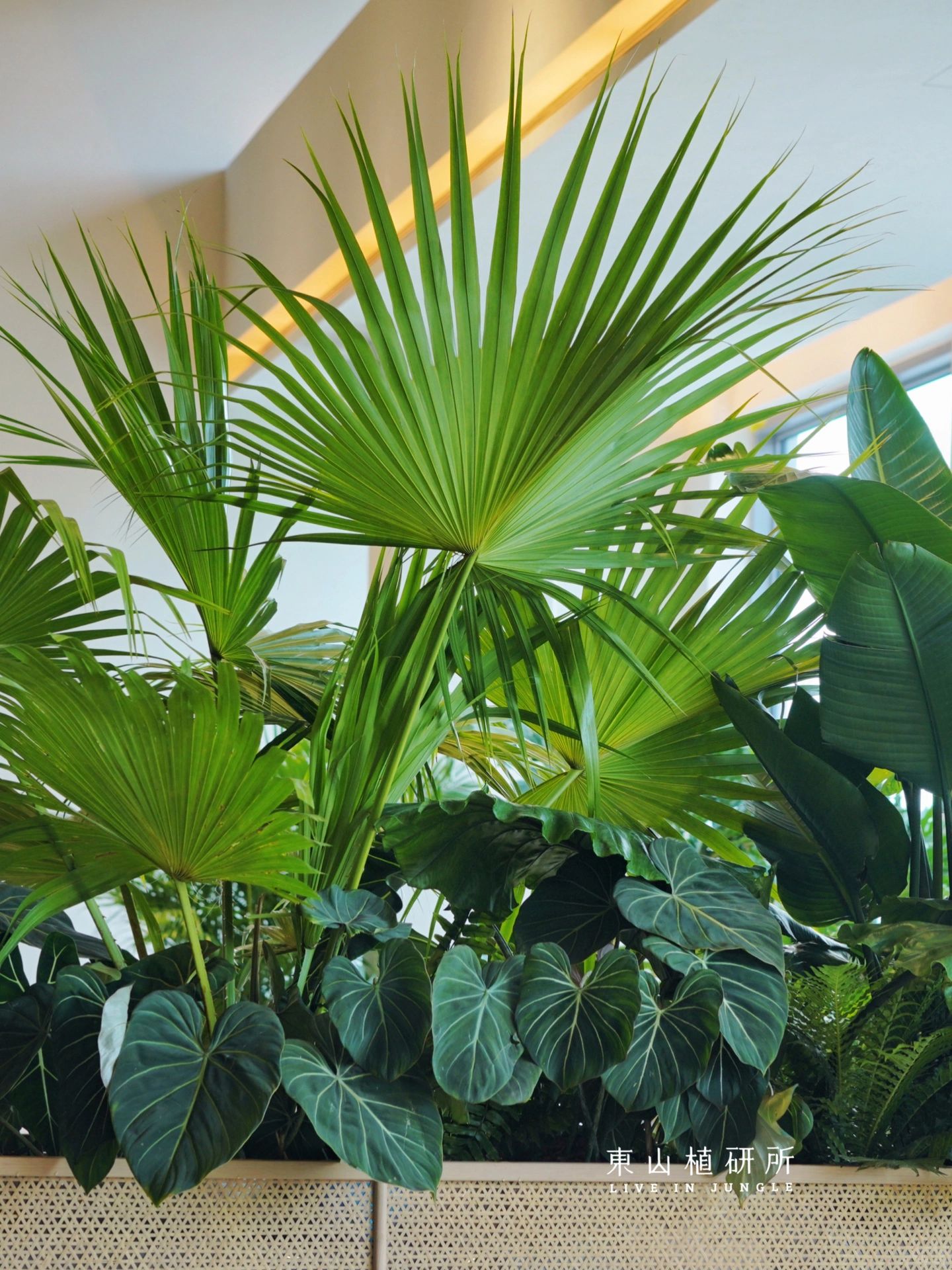 植物花箱｜简约度假风绿植花箱🌴