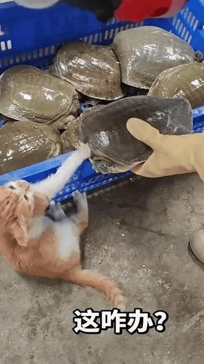 俺家这橘猫真是不知天高地厚，闲着没事去甲鱼摊凑热闹
伸手扒拉人家甲鱼，一下就让死