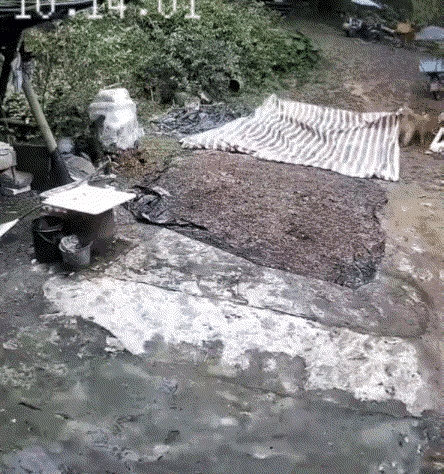 夏天的暴雨骤至，在地里干农活的胡女士夫妇赶紧往家赶，就是想把晒在门口的玉米收回去