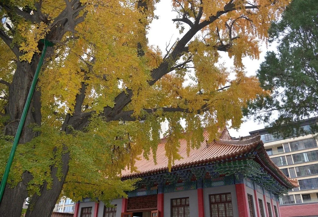 一夜秋风起，满地银杏黄。青岛平度市博物馆崇德宫南侧的汉唐母子银杏树是青岛市树龄最