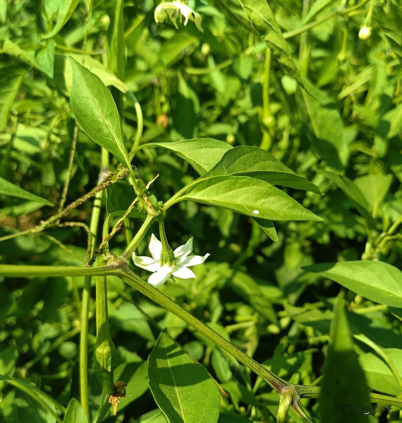 秋天的辣椒开出了小白花，还能结辣椒吗？
你问我答
秋分已过，我加了辣椒，还在开着