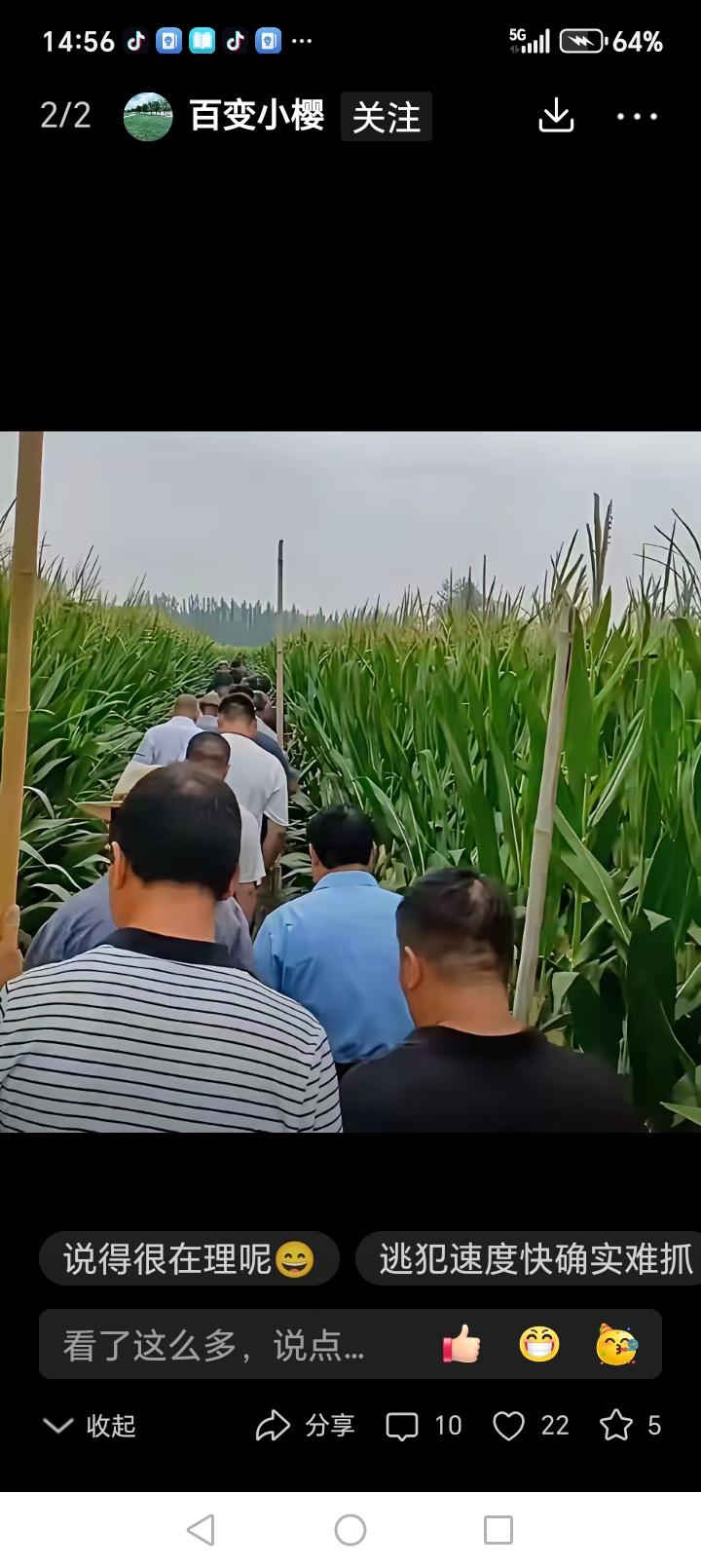 夏付钢出逃8天了，依然没抓住。大概率是钻进玉米地了，现在玉米一人多高，人进去如大