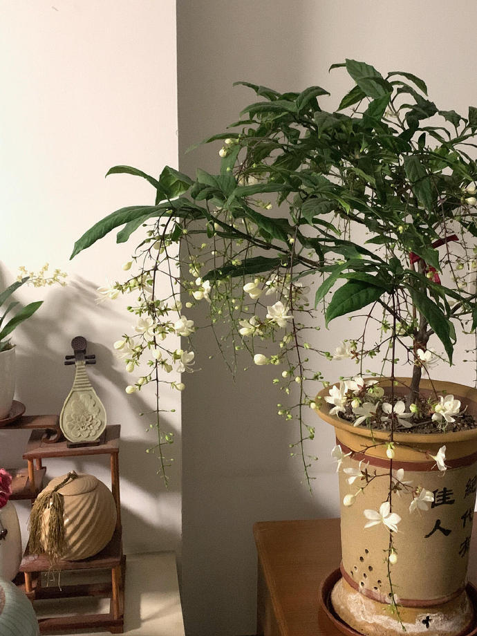 每天都被家里的垂丝茉莉美哭 