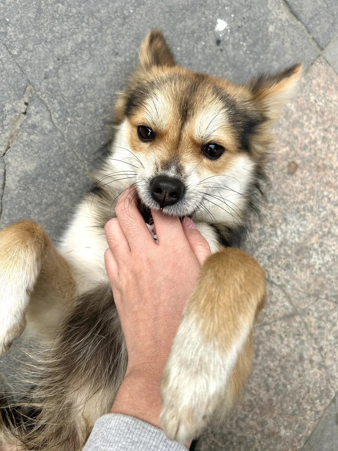 除了见色忘友这点，小黑是最好的徒步搭子