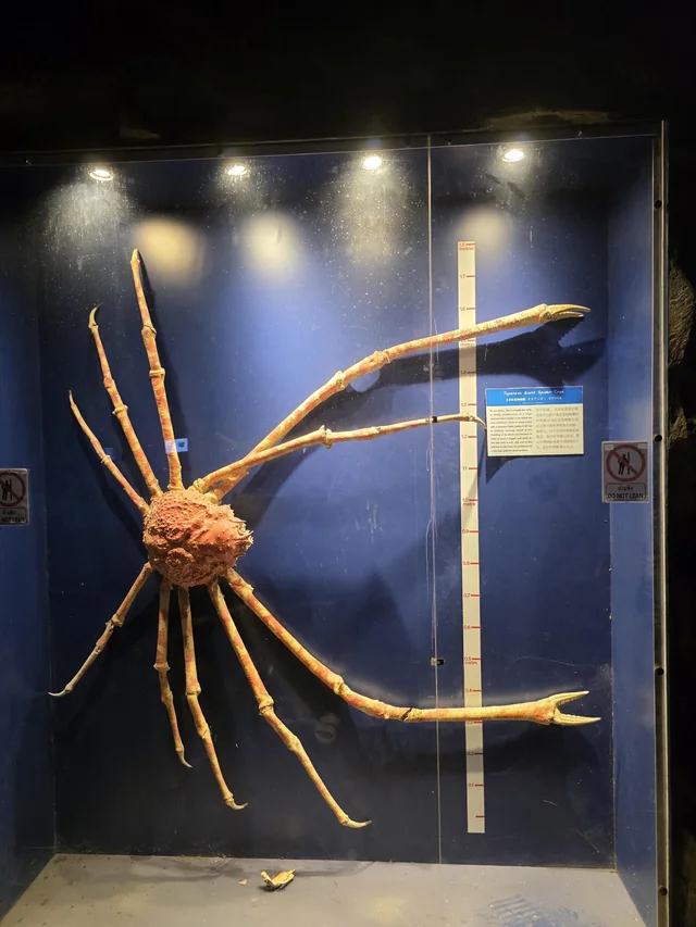 Macrocheira kaempferi，日语タカアシガニ（高脚蟹），翻译成“