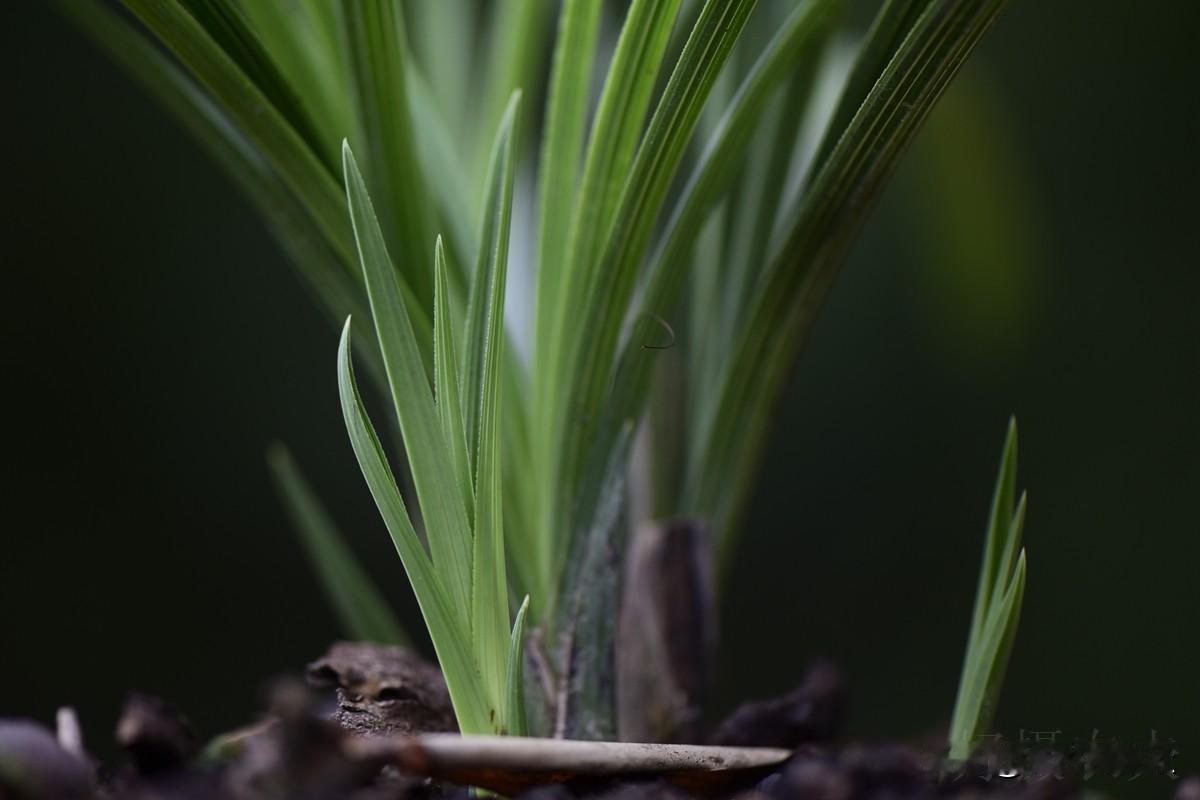 兰花新苗长势旺盛，需要施肥！
兰花少得病虫害，也需要施肥！
兰花多孕蕾多开花，更