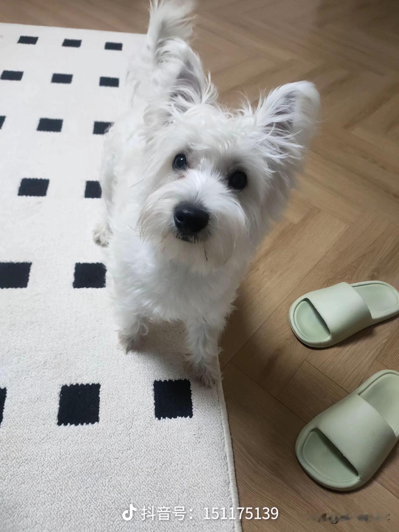 养狗的乐趣与辛苦