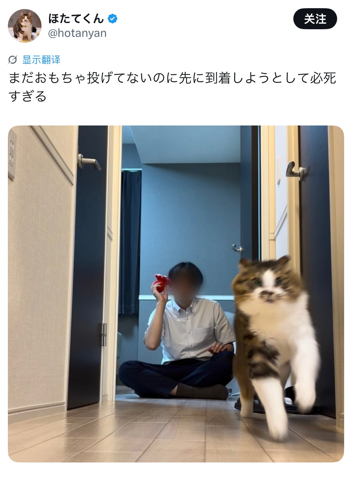 明明玩具都还没扔出去，猫猫却拼了命想抢先一步冲过去，也太急了吧！