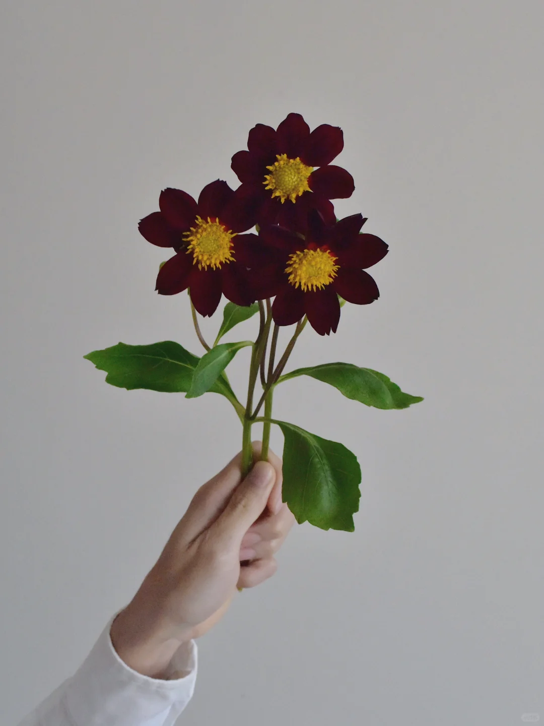 大丽花·黑美人