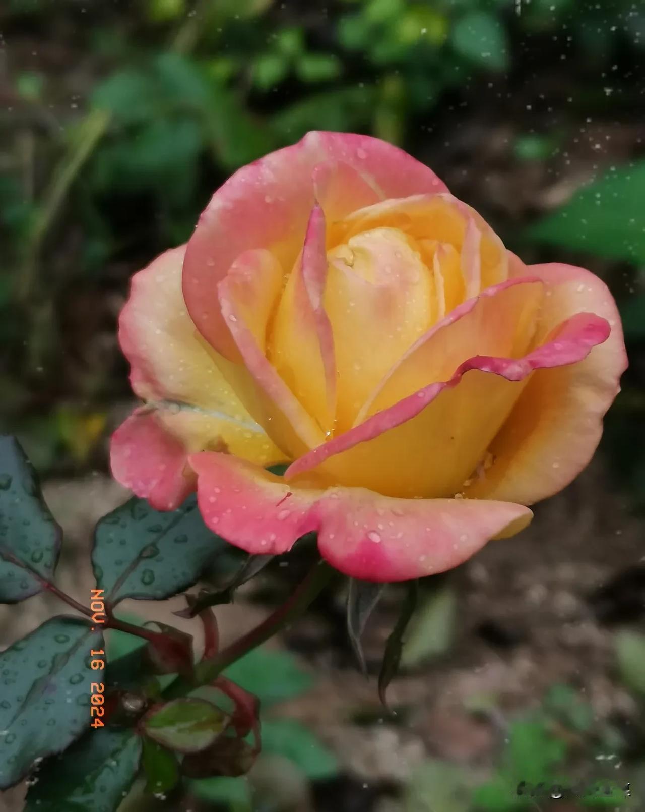 雨中的玫瑰，娇艳无比。雨滴仿若泪水，愈发增添了几分凄美，恰似爱情中的倔强与温柔。