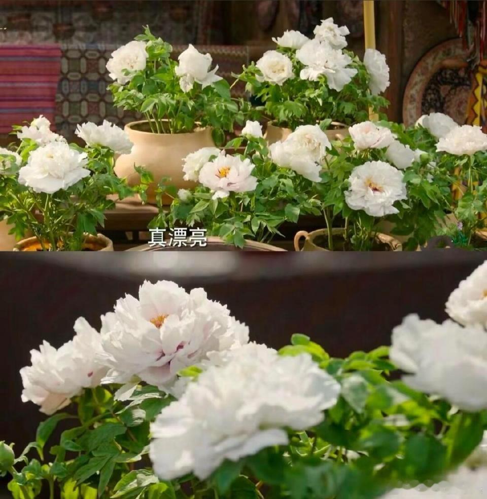 《国色芳华》收官了还在杀疯！官方认证拿到手软，牡丹经济跟着狂飙 