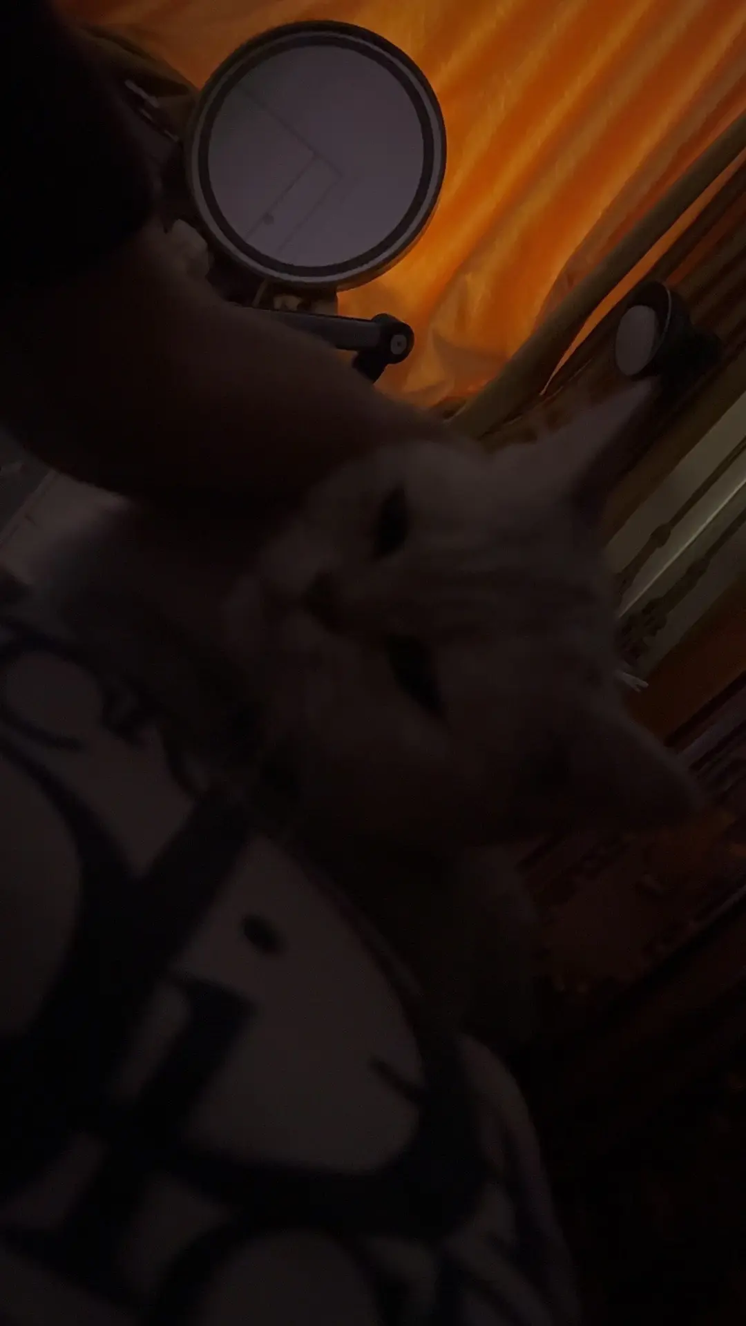 日复一日陪着我的是小猫
