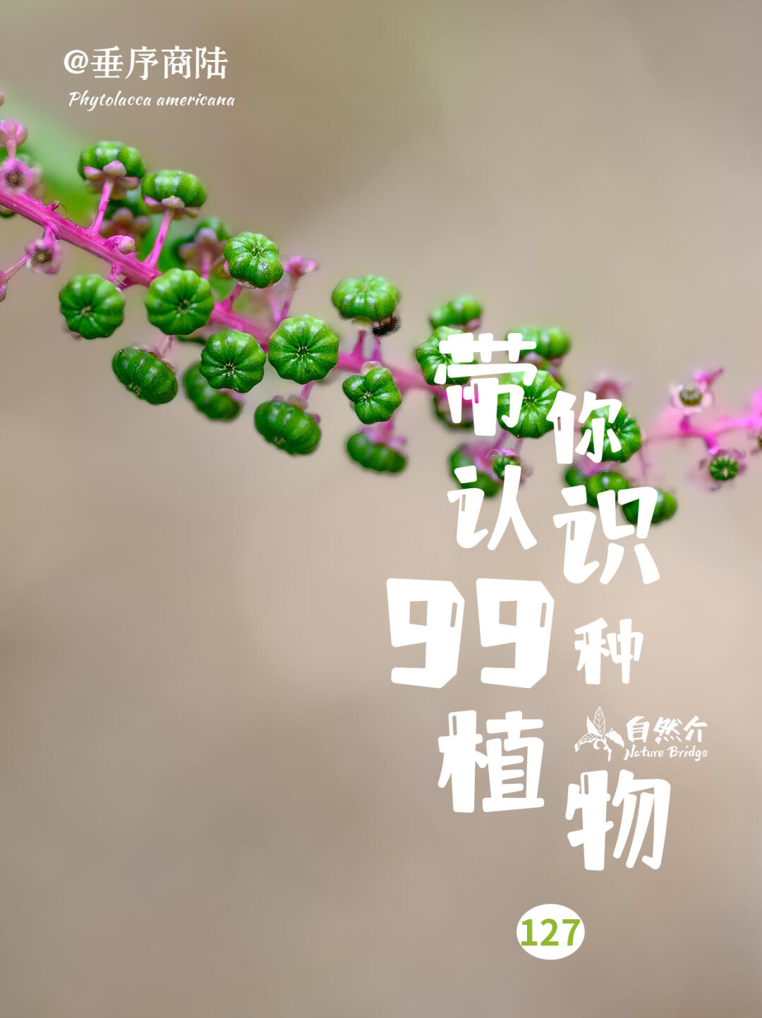 带你认识99种植物