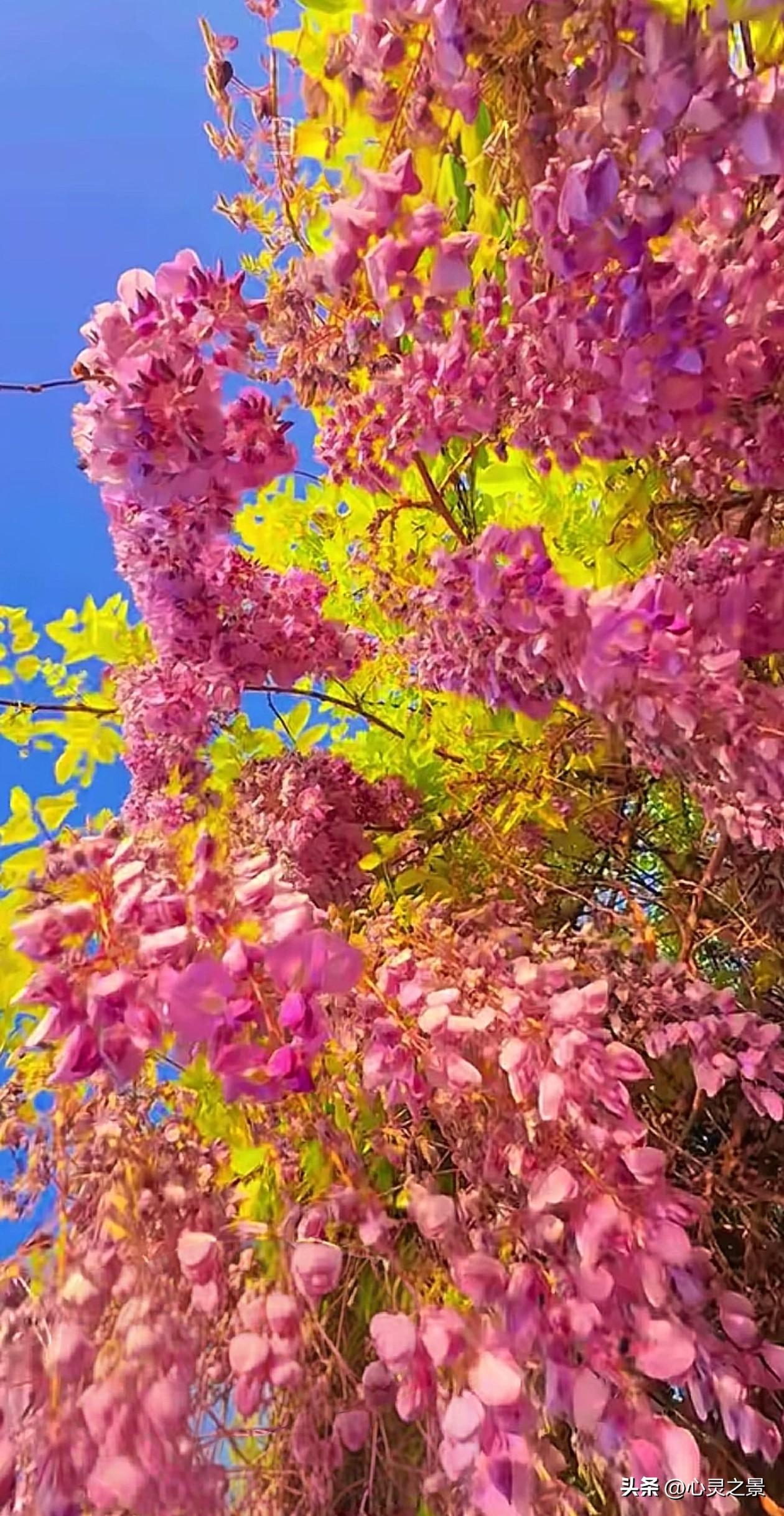 花穗随风悠然垂落，紫藤自在生长，不慌不忙舒展身姿。如今社会处处内卷，很容易被旁人