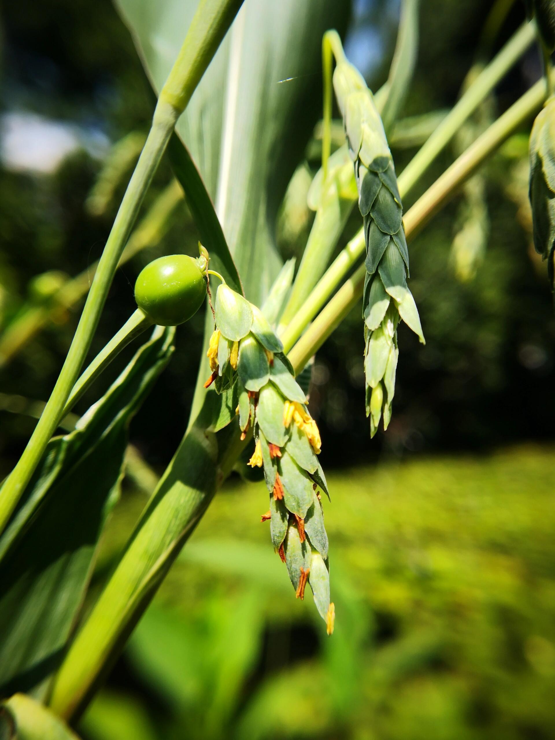 奇妙生物圈专业科普植物科普 宝子们！今天挖到一株“植物界的多面手”——薏苡（yì