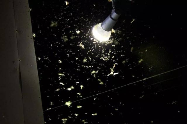 【飞蛾爱扑灯，可能是被迷晕了？】夏天傍晚，路灯旁常能看到一大群飞虫盘旋，家里的台