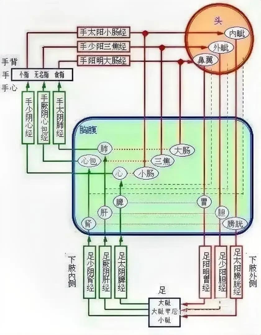 经络学是中医的重要组成部分，掌握经络知识对于理解中医理论和养生保健具有重要意义。