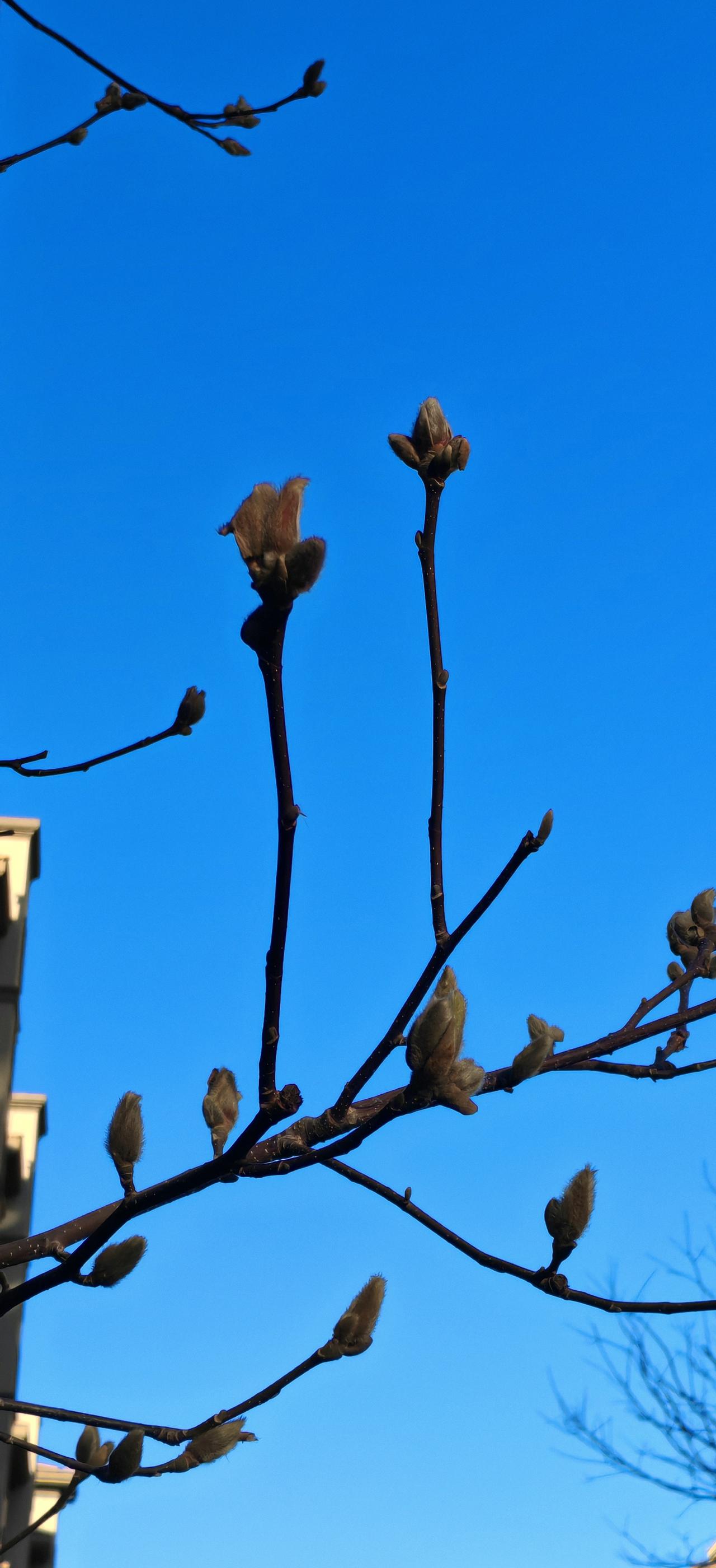 冬天快离去，春天还远吗？
       小区里的树都开始有芽孢了，准备喷薄而发。