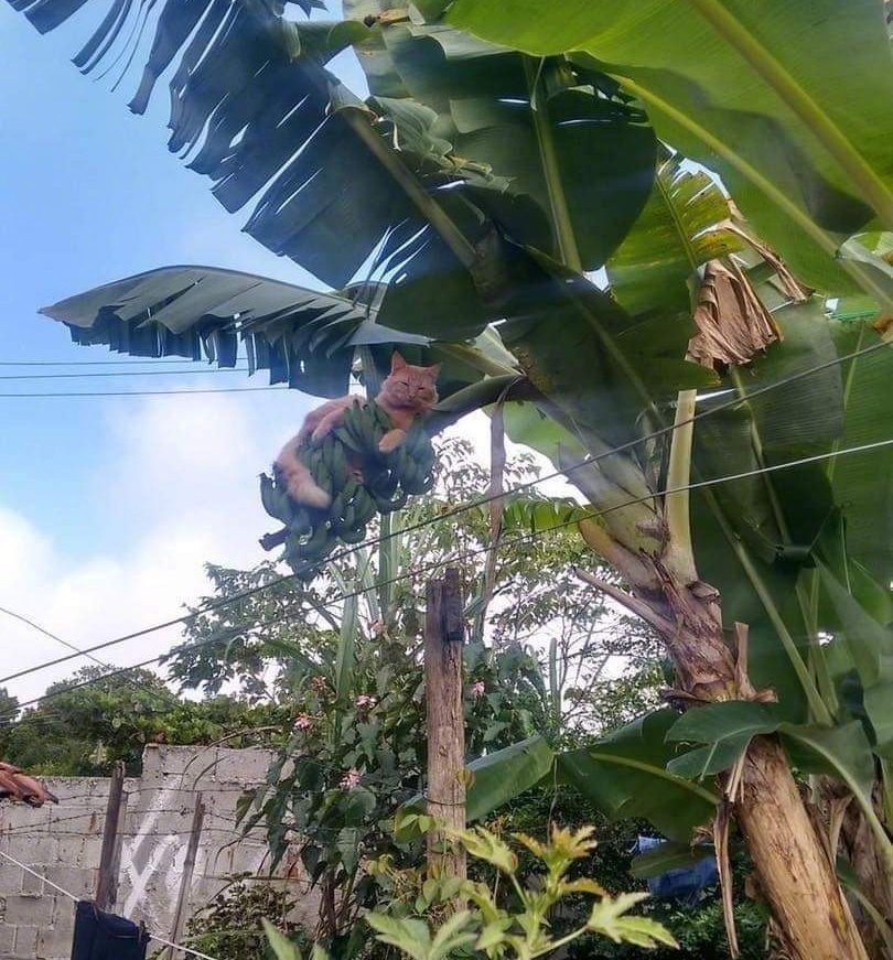 这串香蕉🍌熟了，[笑]可以摘了。