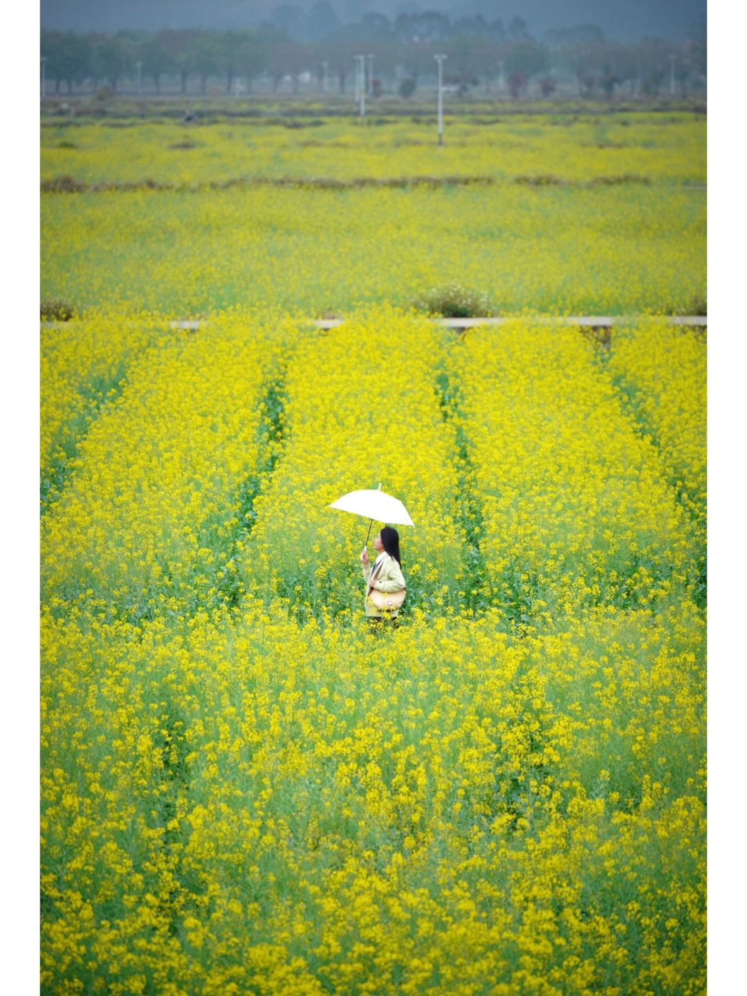 不用航拍❗增城这大片超美油菜花田！随便拍