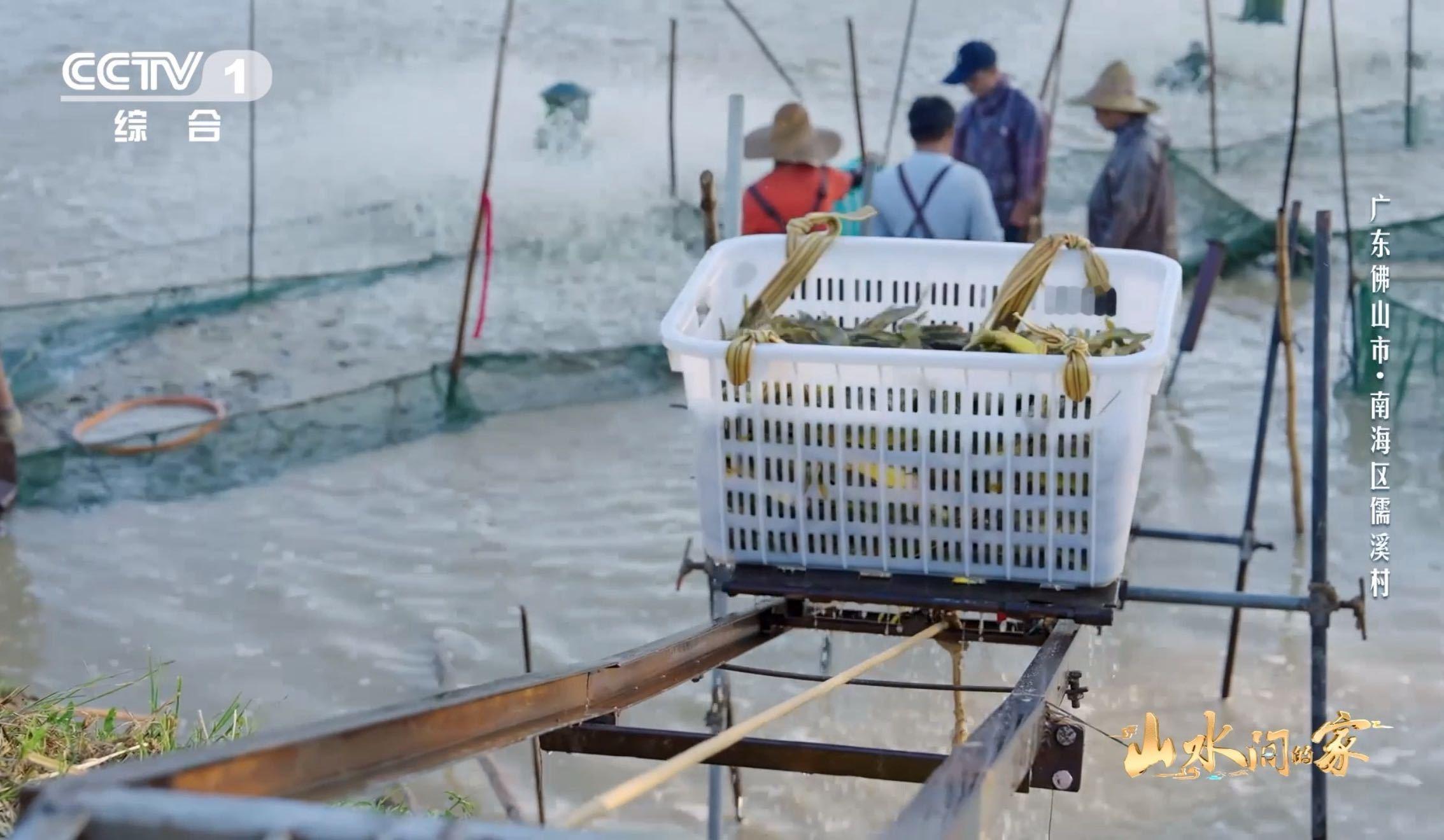 天还没亮，塘边已经热闹开了。渔民们和时间赛跑，只为把最新鲜的鱼送上餐桌，辛苦又踏