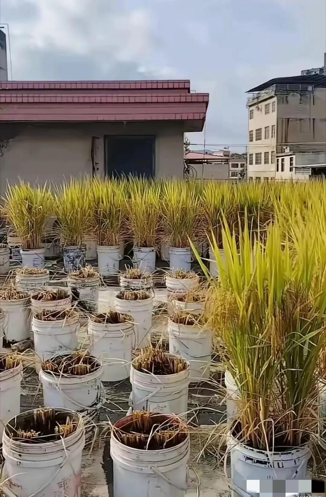 在深圳，看似住着“别墅”，可一些人骨子里仍带着质朴农民天性。就像我领居，在楼顶演