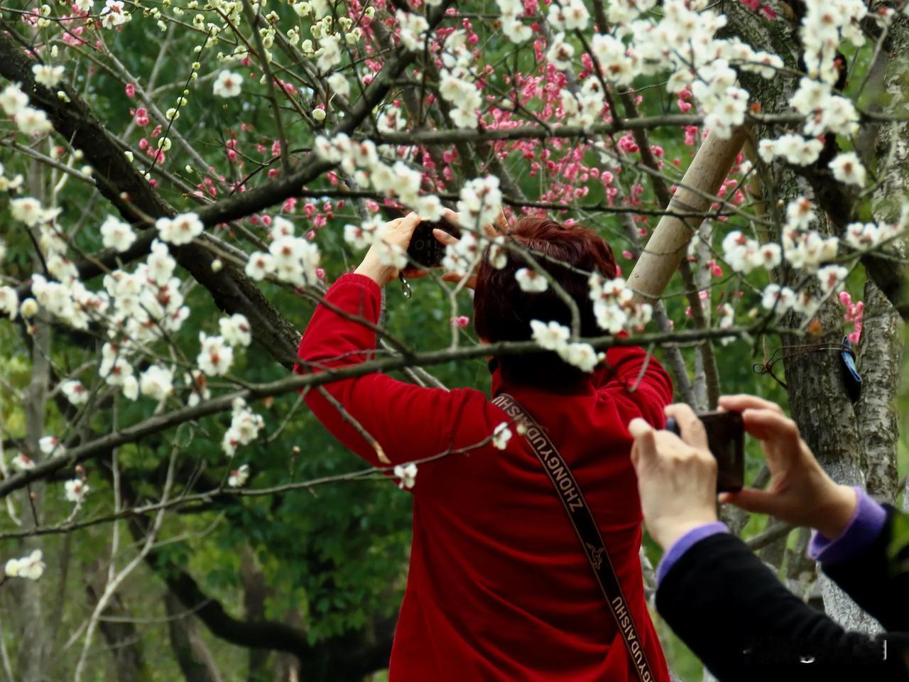 梅花树下，记录美好瞬间，