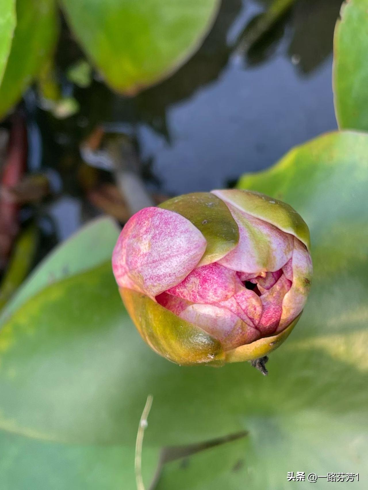 昨天和陆老师聊天，感到这时真快，再过一个月就要放假了，陆老师说真愁发什么东西，做