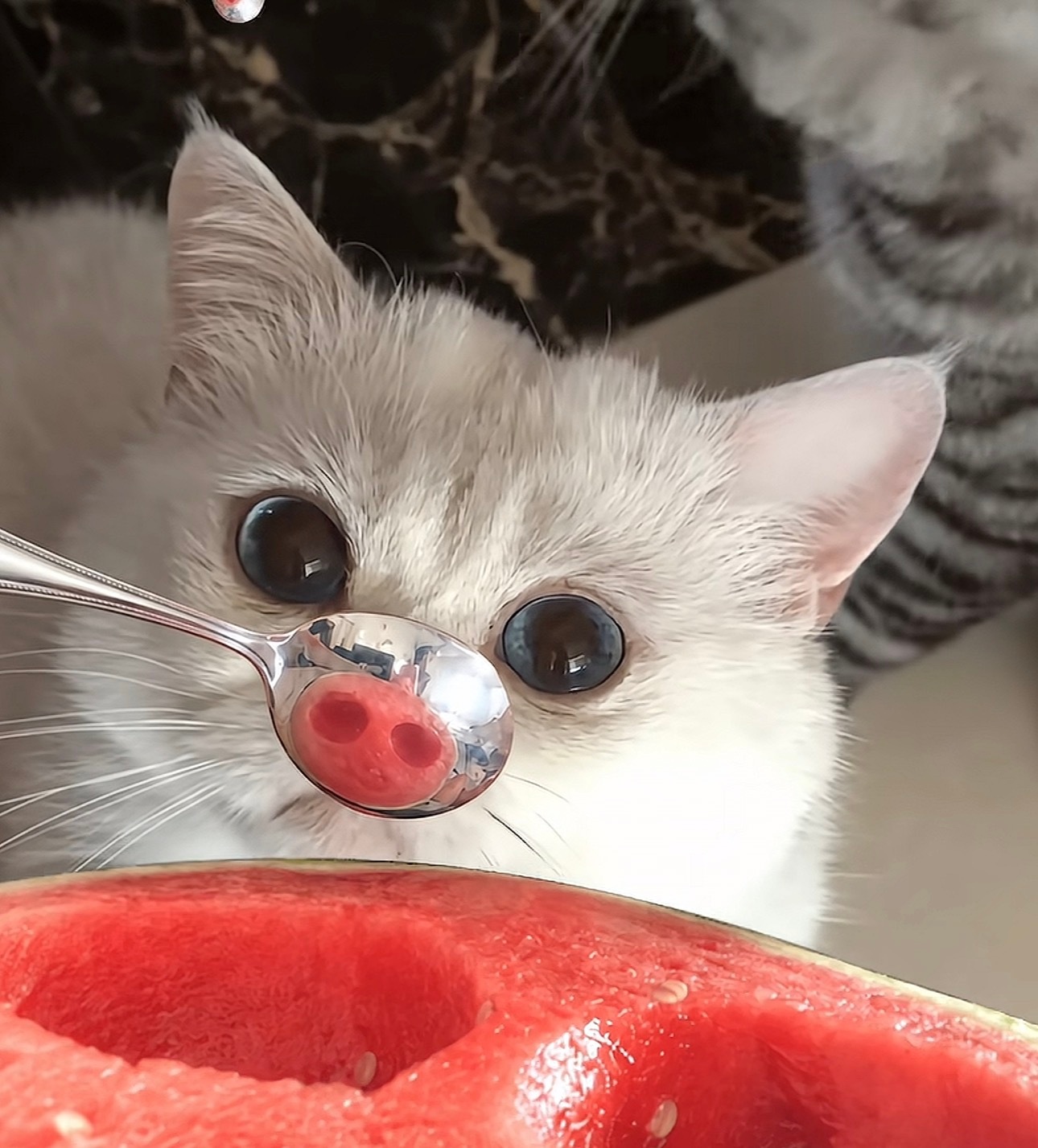 🐽咪 
