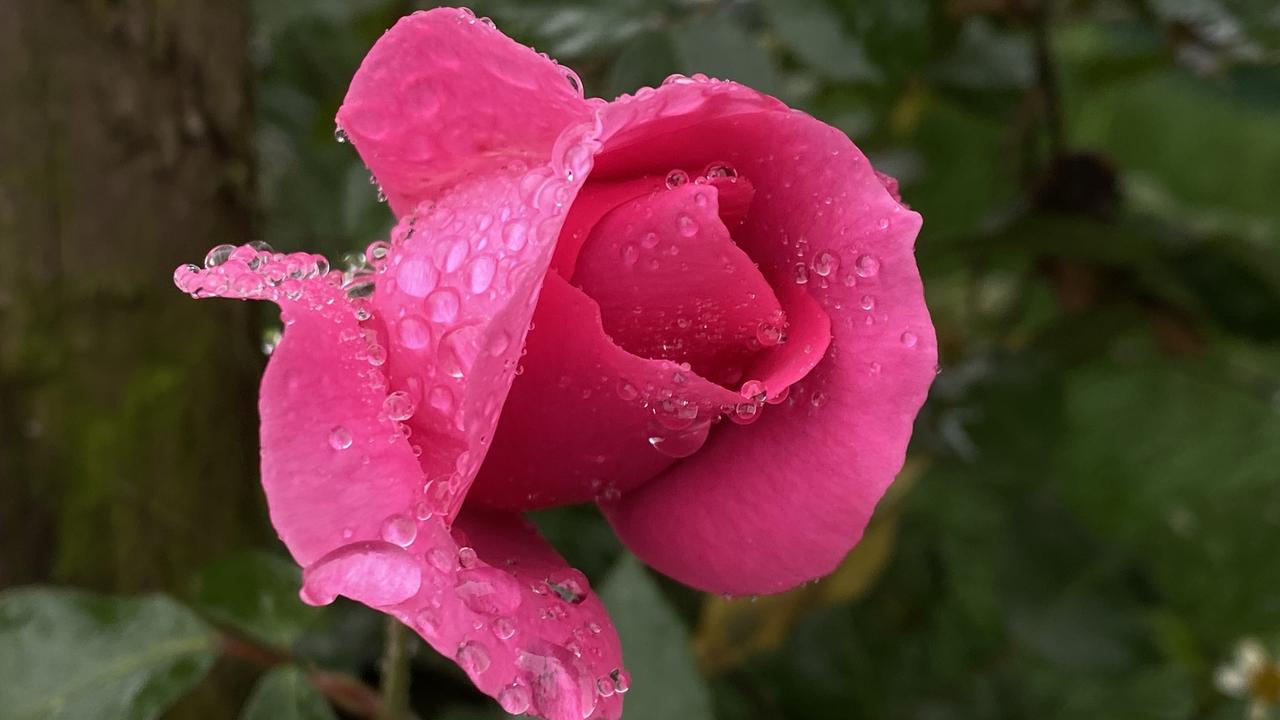 泸州江阳樱桃山：邂逅一场雨后玫瑰盛开宴
    春天的美好，往往就藏在一场雨后的