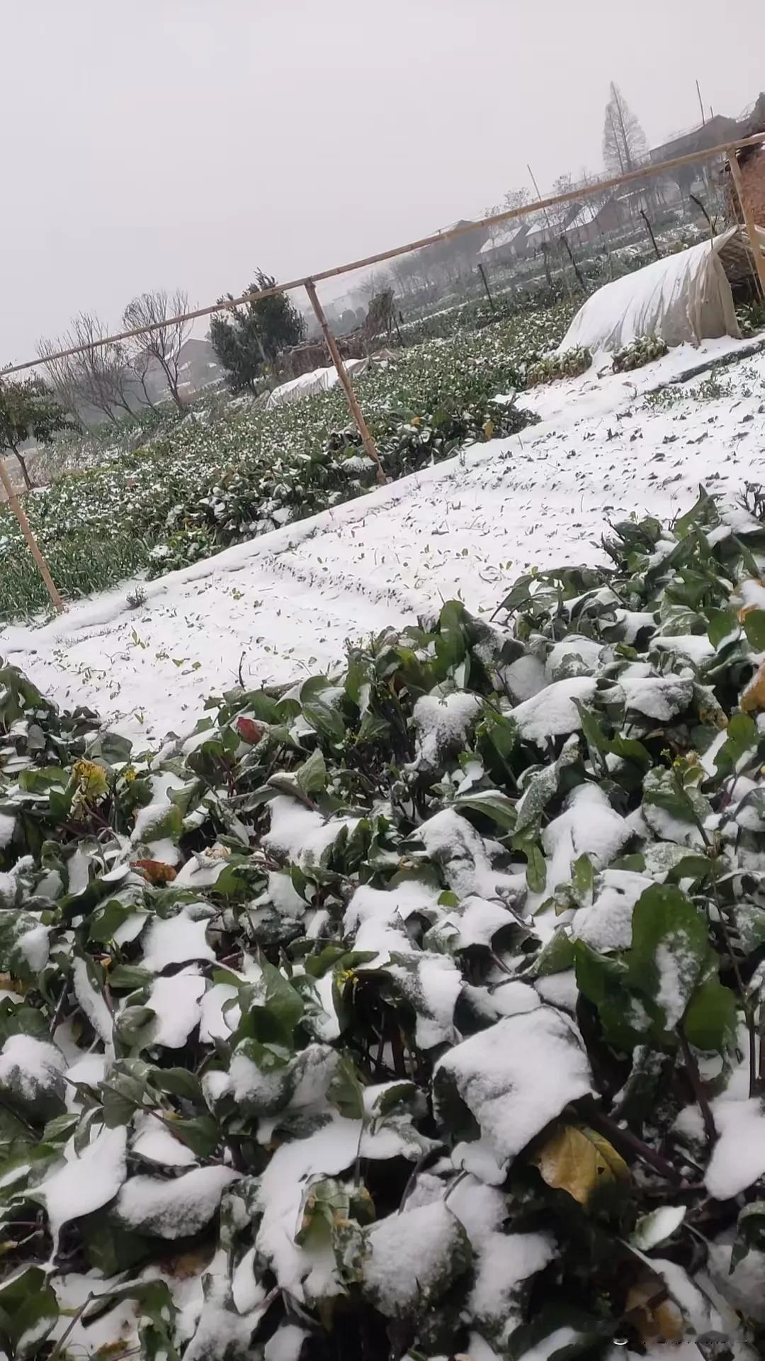 湖北老家下雪了，好想回家了。
每年这个时候，湖北老家都会下雪，老妈拍了照片给我看