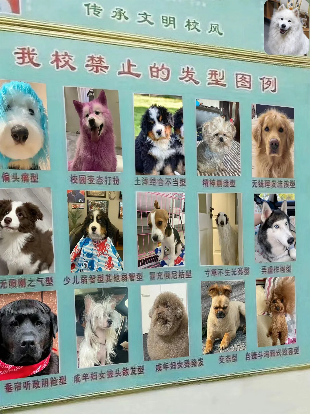 小狗学校的校规怪严格的啊。。。