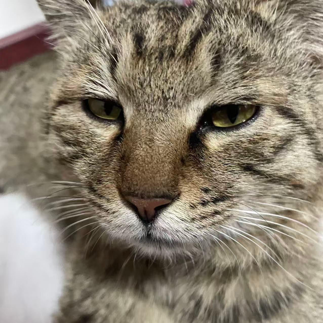 刚才许生日愿望，希望仗都打完，然后蜡烛吹不灭 