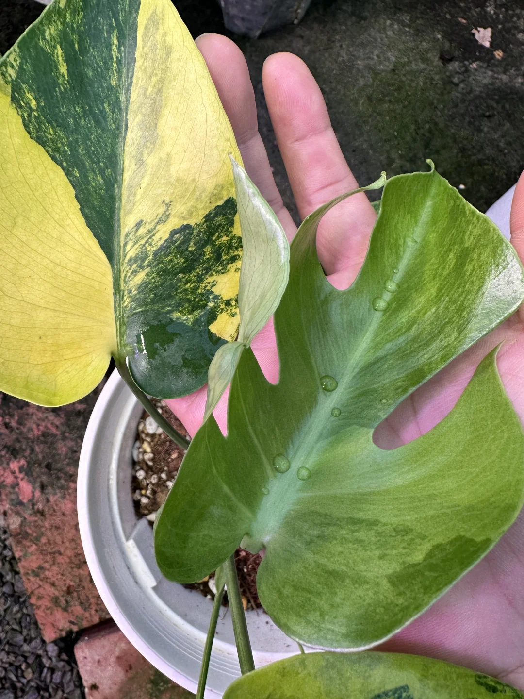 那些细节的纹理，你可以看得出是几款。