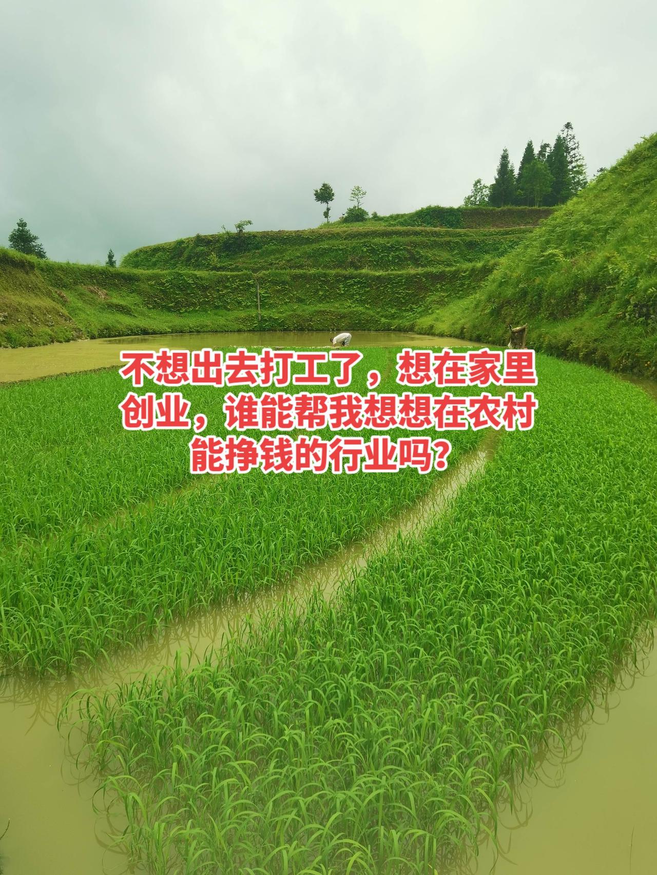 告别霓虹的虚幻光影，去拥抱清晨真实的露
水与稻香。回乡创业 社会百态 我的乡村生