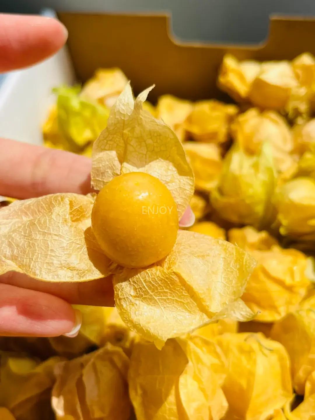 东北奶香姑娘果🍒一口爆浆的秋日小甜果
东北宝藏水果，金黄小灯笼太治愈，咬开薄皮
