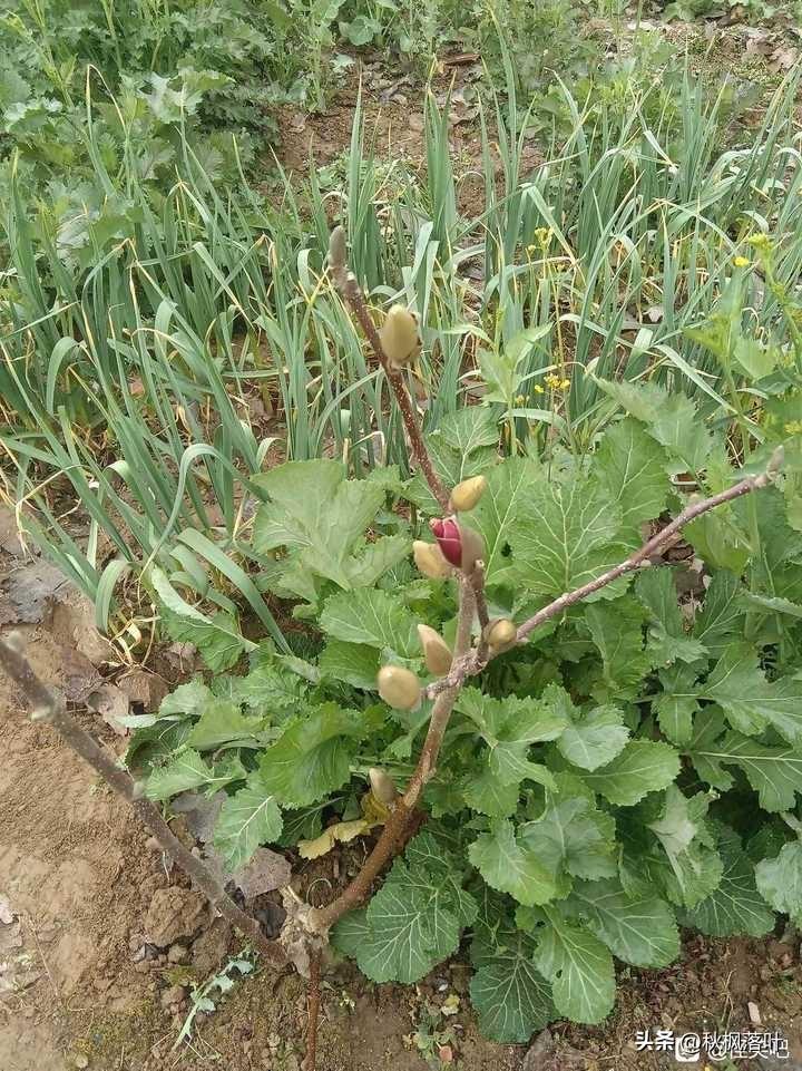 这是什么品种的花
有谁知道的吗