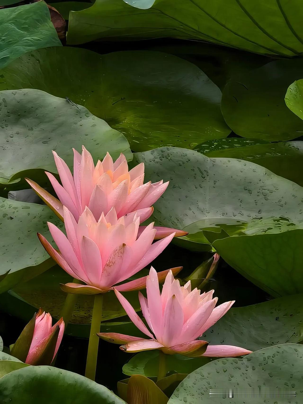 明天是医师节。而他们，在这一天选择了辞职。[捂脸]是谁，让这个本该令人羡慕又崇敬