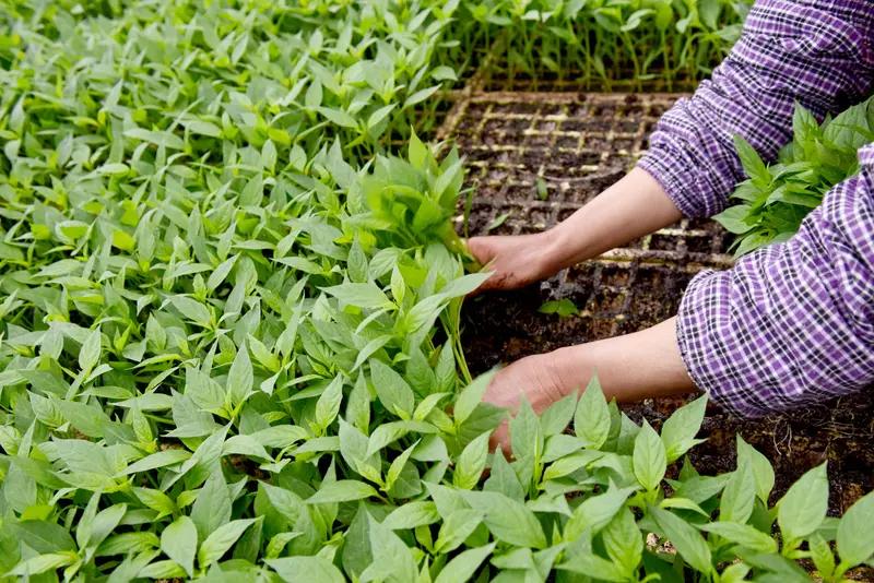 四川泸州这事儿太让人气愤了！一户人家大棚里近万株辛苦培育半年的蔬菜苗一夜之间被偷