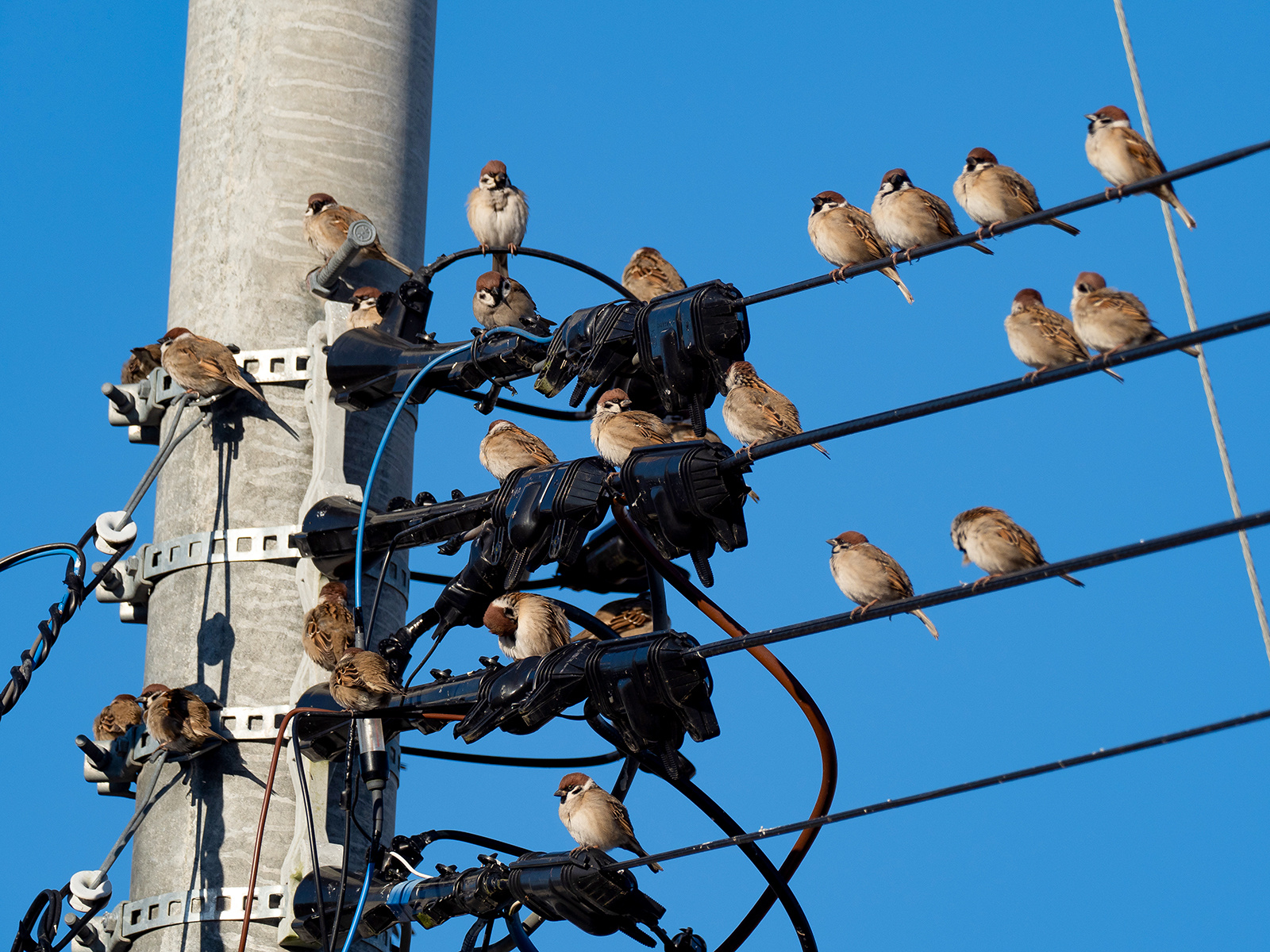 麻雀 真的很喜欢这位推主拍摄的高清版麻球开会！【推：gorion6】 