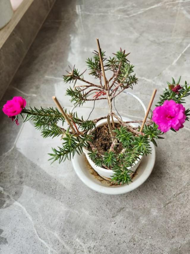 我的“马齿苋树”培养成功并开了花，是不是非常好看？
培植方法如下：
取一个茎长1