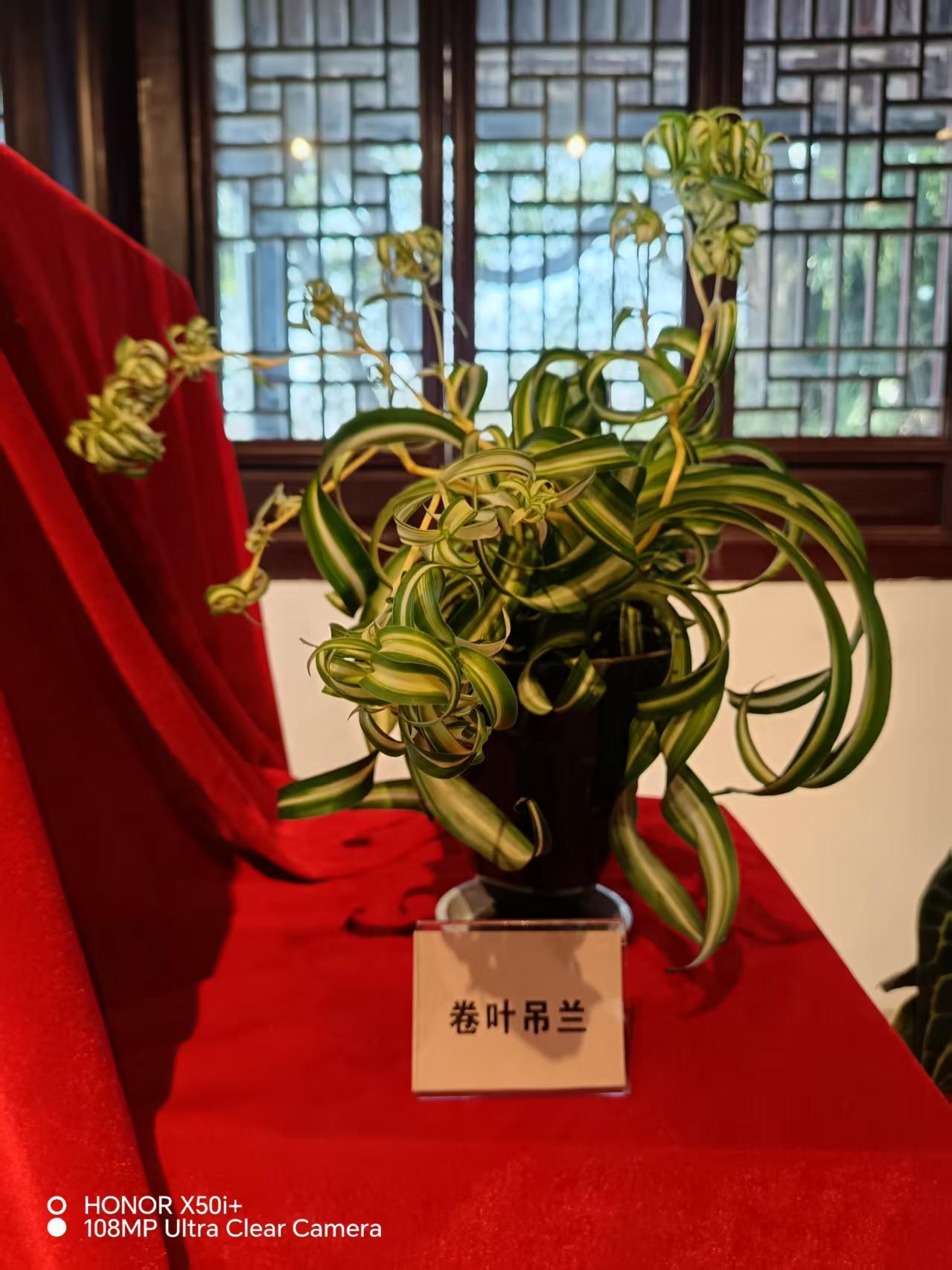 分享一张你相册的拍的花今天去了上方山百花节展，见到了这盆卷叶吊兰，还是第一次见。