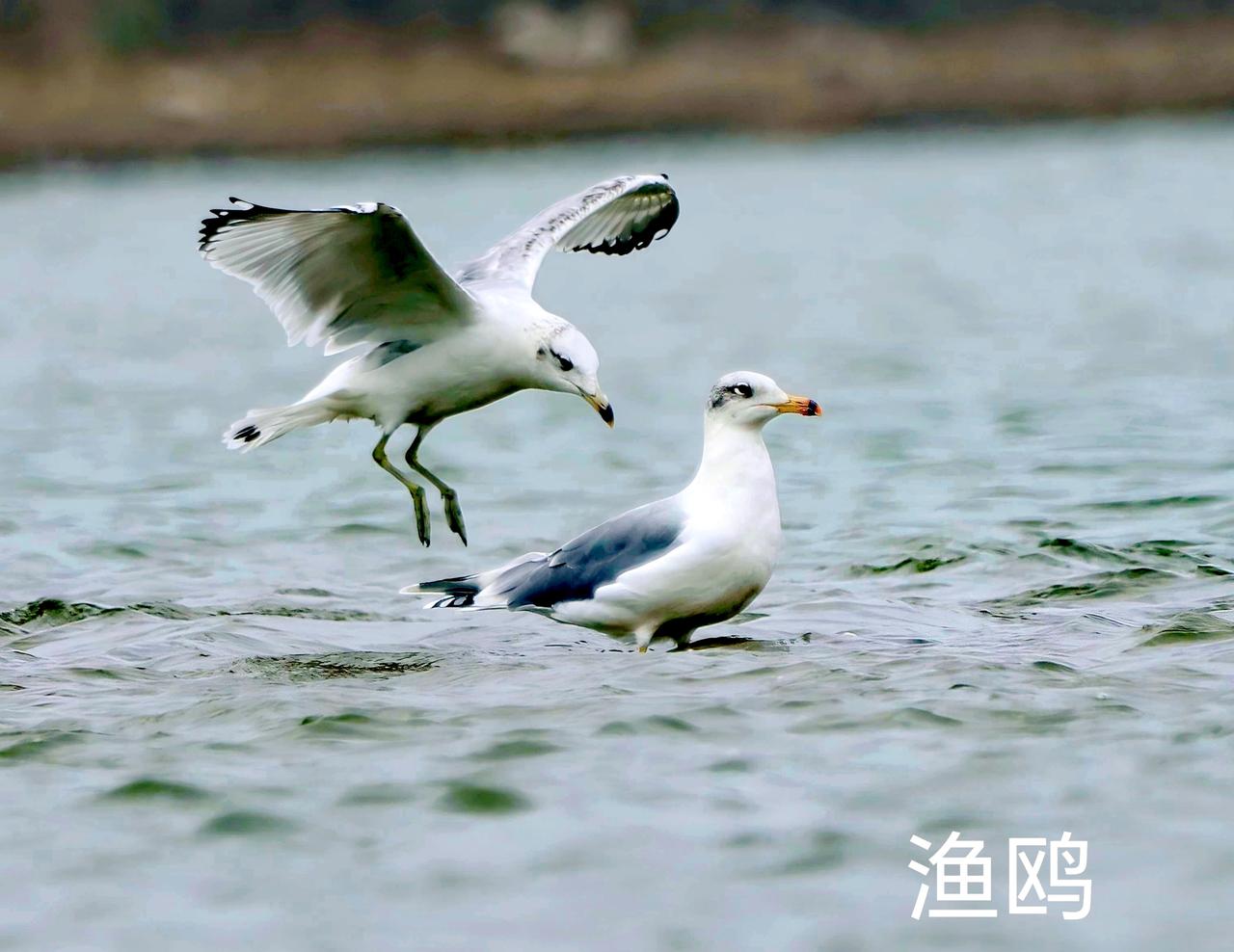 渔鸥